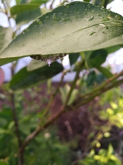 Glyphodes onychinalis