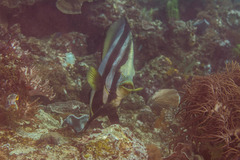 Platax boersii