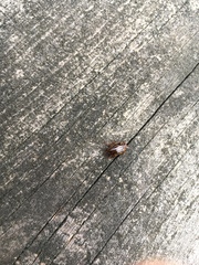 Coptotomus longulus