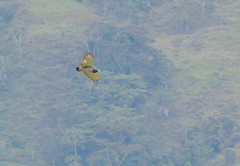 Morphnarchus princeps