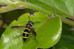 Pachodynerus tibialis