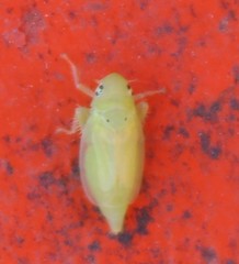 Neocoelidia vittapennis