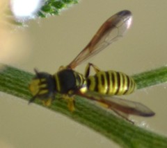 Eucerceris provancheri