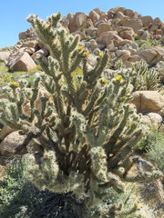 Cylindropuntia wolfii