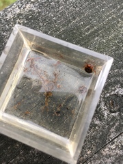 Coptotomus longulus