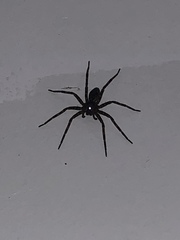 Dolomedes scriptus