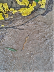 Bipalium