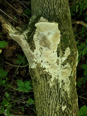 Fomitopsis meliae