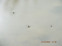 Trepobates subnitidus