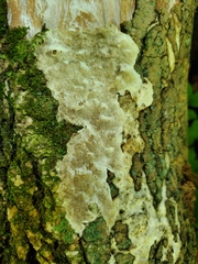 Fomitopsis meliae