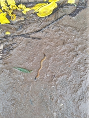 Bipalium
