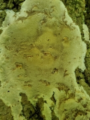 Fomitopsis meliae