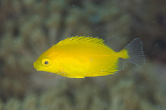 Siganus corallinus