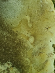 Fomitopsis meliae