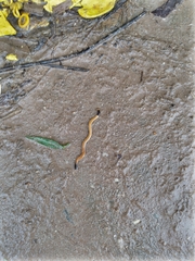 Bipalium
