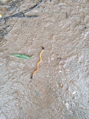 Bipalium