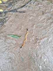 Bipalium
