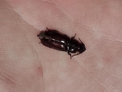 Neandra marginicollis
