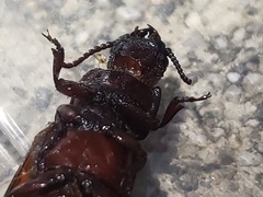 Neandra marginicollis