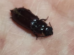 Neandra marginicollis