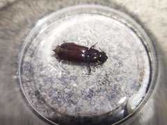 Neandra marginicollis