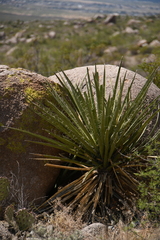 Yucca torreyi