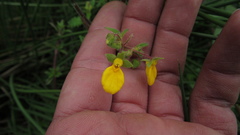 Calceolaria mexicana
