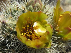 Cylindropuntia wolfii