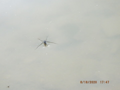 Trepobates subnitidus