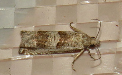 Eucosma apacheana