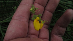 Calceolaria mexicana