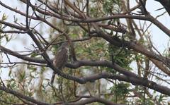 Accipiter virgatus