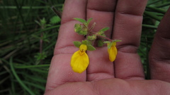 Calceolaria mexicana