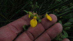 Calceolaria mexicana