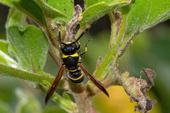 Pachodynerus tibialis