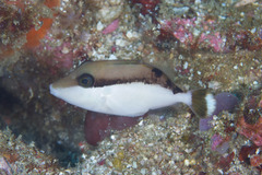 Sufflamen chrysopterum