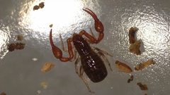 Neobisium