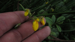 Calceolaria mexicana