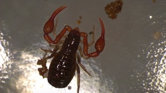 Neobisium