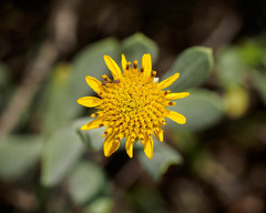 Borrichia frutescens image