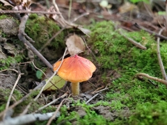 Hygrocybe acutoconica microspora