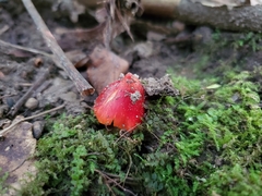 Hygrocybe acutoconica microspora
