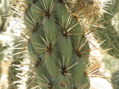 Cylindropuntia wolfii