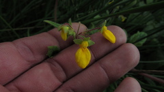 Calceolaria mexicana