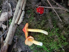 Hygrocybe acutoconica microspora