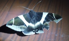 Bastilla crameri