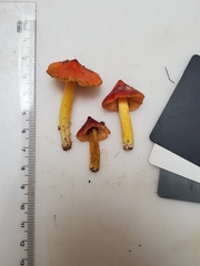 Hygrocybe acutoconica microspora