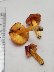 Hygrocybe acutoconica microspora