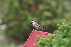Parus major