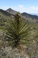 Yucca torreyi